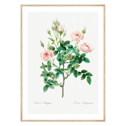 Постер "Botanical flowers" Постер "Botanical flowers"