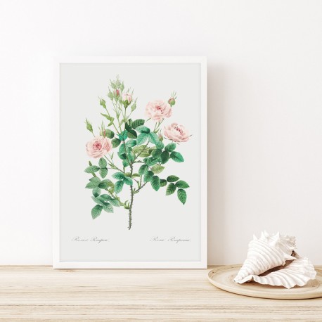 Постер "Botanical flowers" Постер "Botanical flowers"