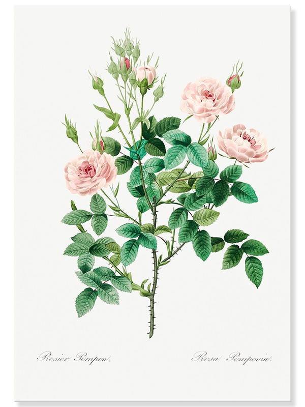 Постер "Botanical flowers" Постер "Botanical flowers"