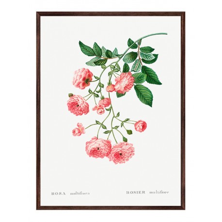 Постер "Japanese rose centifolia. Botanical flowers" Постер "Japanese rose centifolia. Botanical flowers"