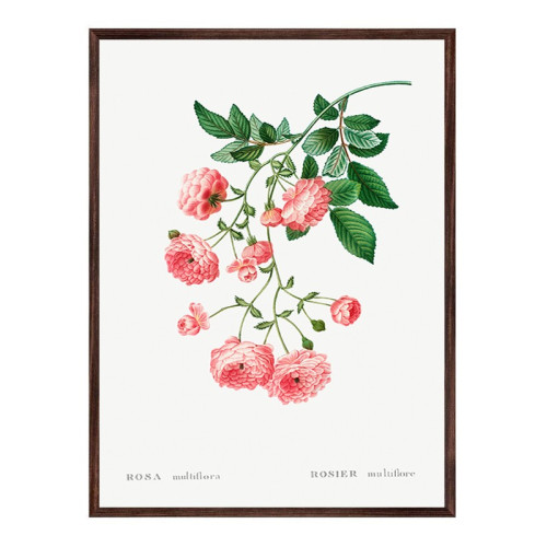 Постер "Japanese rose centifolia. Botanical flowers" Постер "Japanese rose centifolia. Botanical flowers"