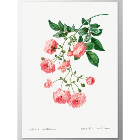 Постер "Japanese rose centifolia. Botanical flowers" Постер "Japanese rose centifolia. Botanical flowers"