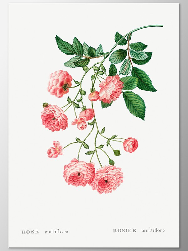 Постер "Japanese rose centifolia. Botanical flowers" Постер "Japanese rose centifolia. Botanical flowers"