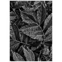 Постер "Leaves"