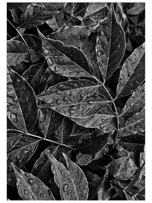 Постер "Leaves" Постер "Leaves"