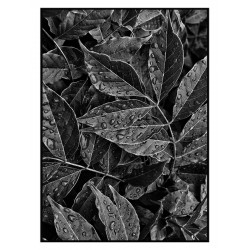 Постер "Leaves"