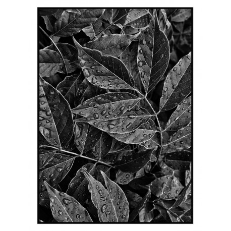 Постер "Leaves" Постер "Leaves"