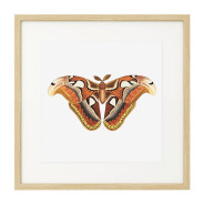 Постер в рамке "Botany. Butterflies"