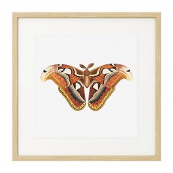 Постер в рамке "Botany. Butterflies"