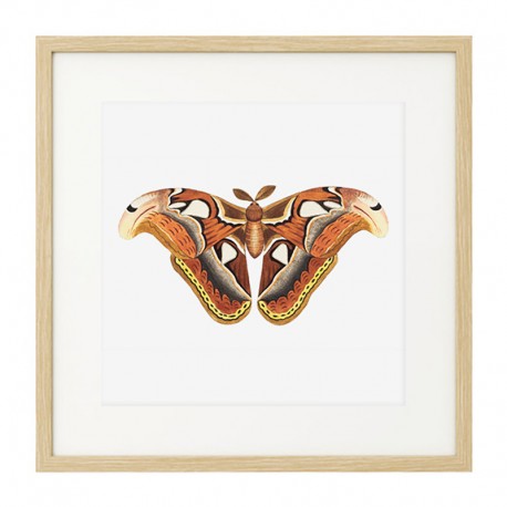 Постер в рамке "Botany. Butterflies"