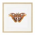 Постер в рамке "Botany. Butterflies"