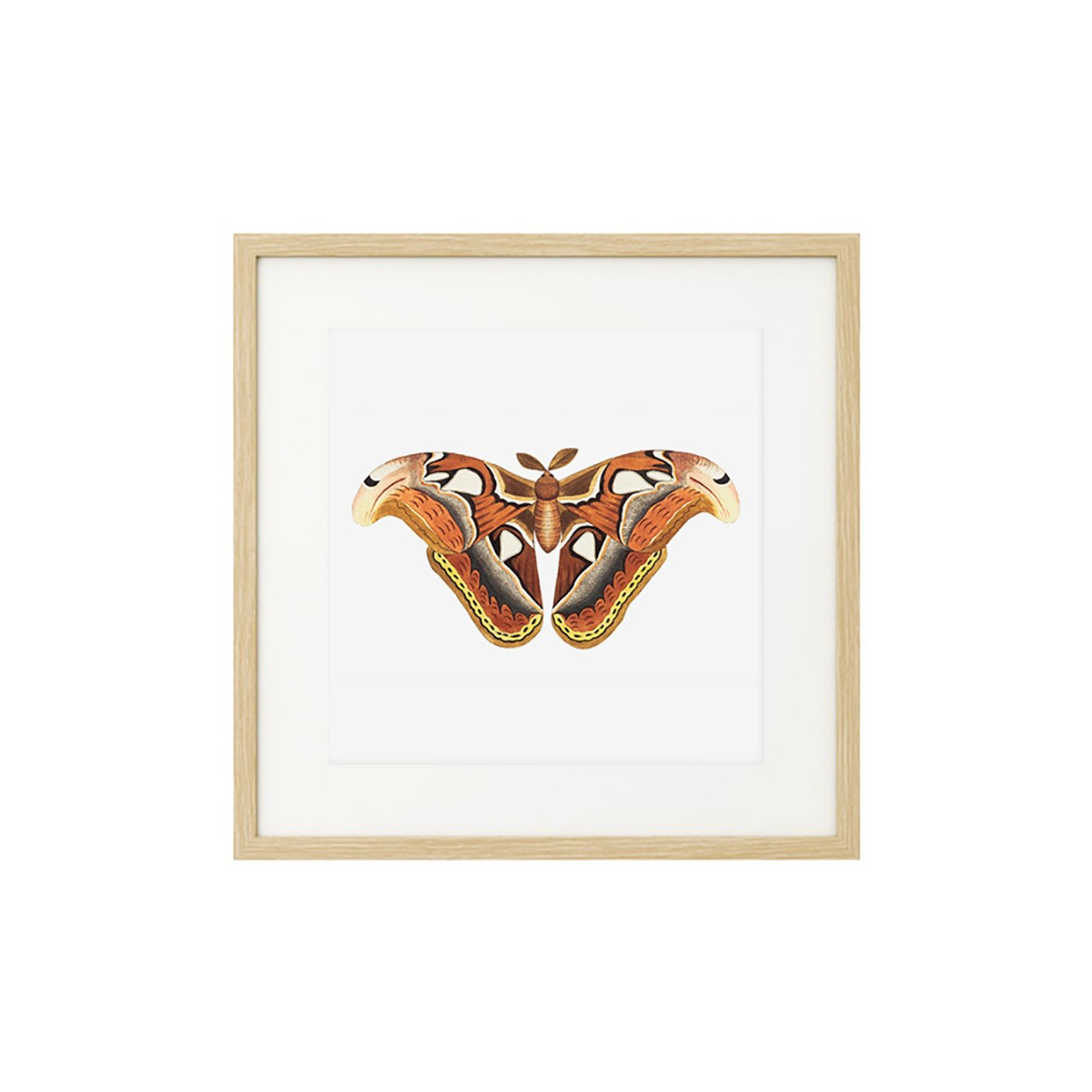 Постер в рамке "Botany. Butterflies"
