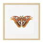 Постер в рамке "Botany. Butterflies"