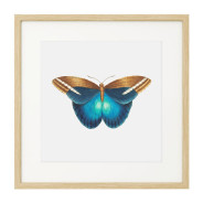 Постер в рамке "Botany. Butterflies"