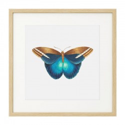 Постер в рамке "Botany. Butterflies"