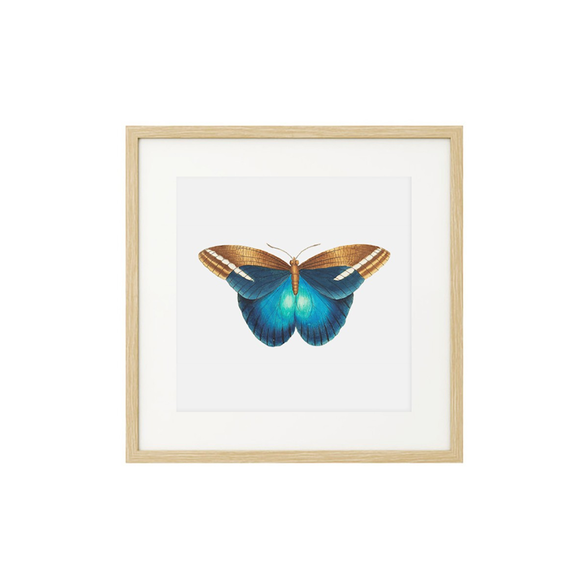 Постер в рамке "Botany. Butterflies"
