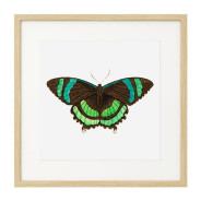 Постер в рамке "Botany. Butterflies"