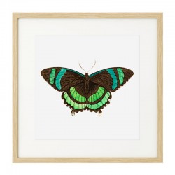 Постер в рамке "Botany. Butterflies"