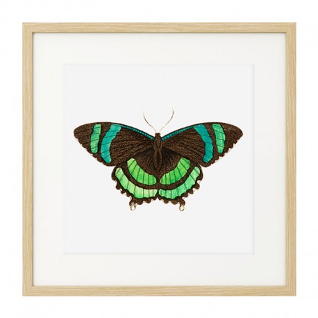 Постер в рамке "Botany. Butterflies"