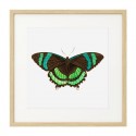 Постер в рамке "Botany. Butterflies"