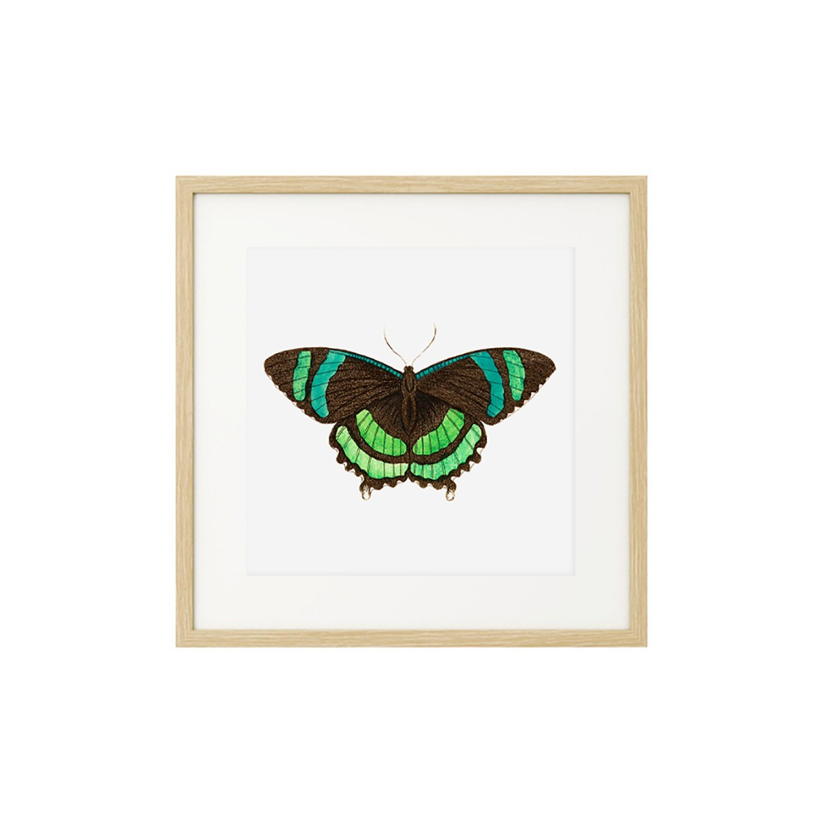 Постер в рамке "Botany. Butterflies"