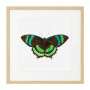 Постер в рамке "Botany. Butterflies"