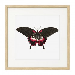 Постер в рамке "Botany. Butterflies"