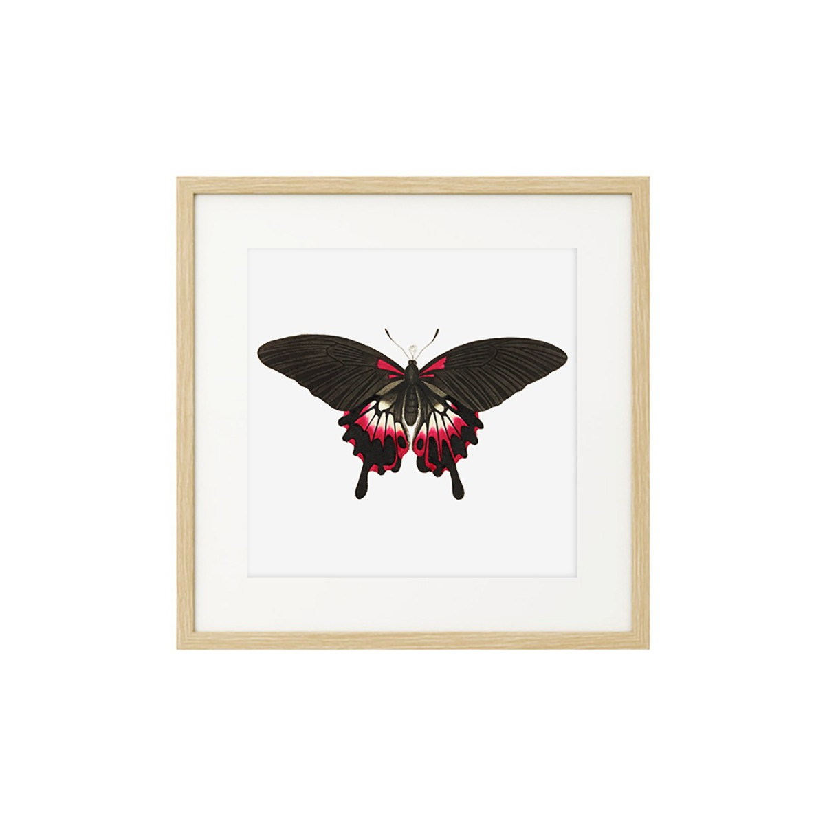Постер в рамке "Botany. Butterflies"