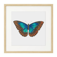 Постер в рамке "Botany. Butterflies"