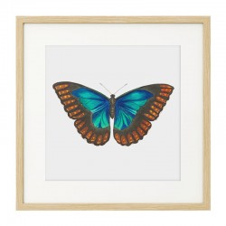 Постер в рамке "Botany. Butterflies"