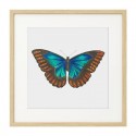 Постер в рамке "Botany. Butterflies"