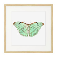 Постер в рамке "Botany. Butterflies"