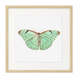Постер в рамке "Botany. Butterflies"