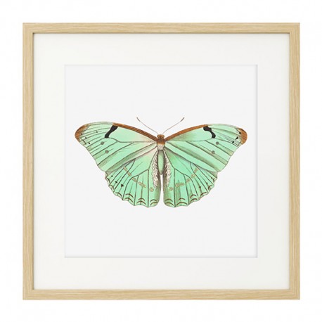 Постер в рамке "Botany. Butterflies"