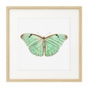 Постер в рамке "Botany. Butterflies"