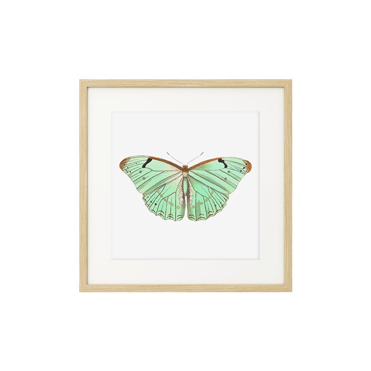 Постер в рамке "Botany. Butterflies"