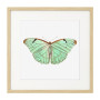 Постер в рамке "Botany. Butterflies"
