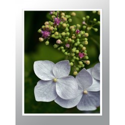 Постер в рамке "Hydrangea" размер на выбор