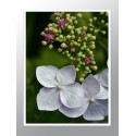 Постер в рамке "Hydrangea" размер на выбор