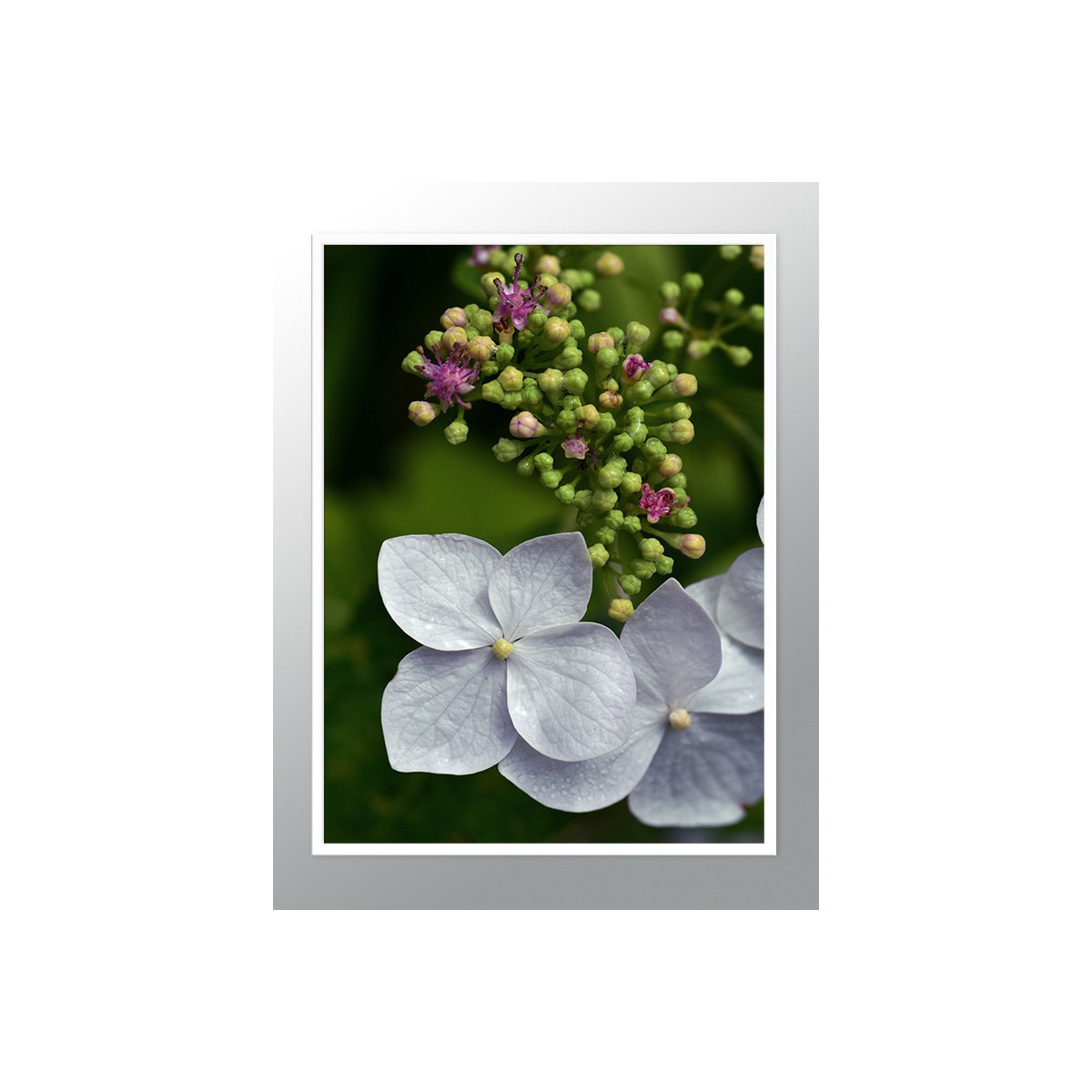 Постер в рамке "Hydrangea" размер на выбор
