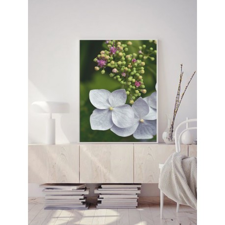 Постер в рамці "Hydrangea" розмір на вибір