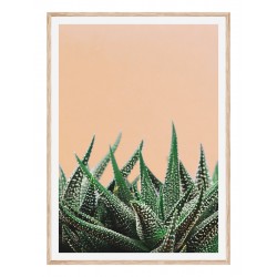 Постер в рамці "Хавортія смугаста" розмір на вибір