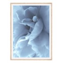 Постер в рамці "Beautiful Blue Flower" розмір на вибір