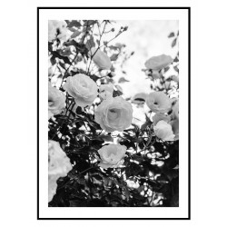 Постер в рамці "Rosa" розмір на вибір