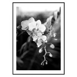 Постер в рамке "Фаленопсис" размер на выбор