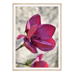 Постер в рамці "Магнолія " розмір на вибір