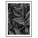 Постер в рамці "Leaves" розмір на вибір