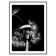Постер в рамці "Dandelion" розмір на вибір