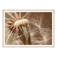 Постер в рамці "Dandelion" розмір на вибір