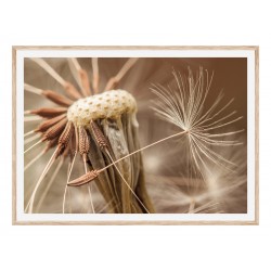 Постер в рамке "Dandelion" размер на выбор